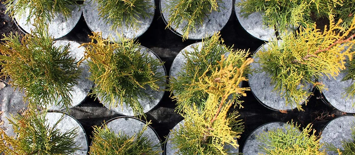 Horticultural nursery