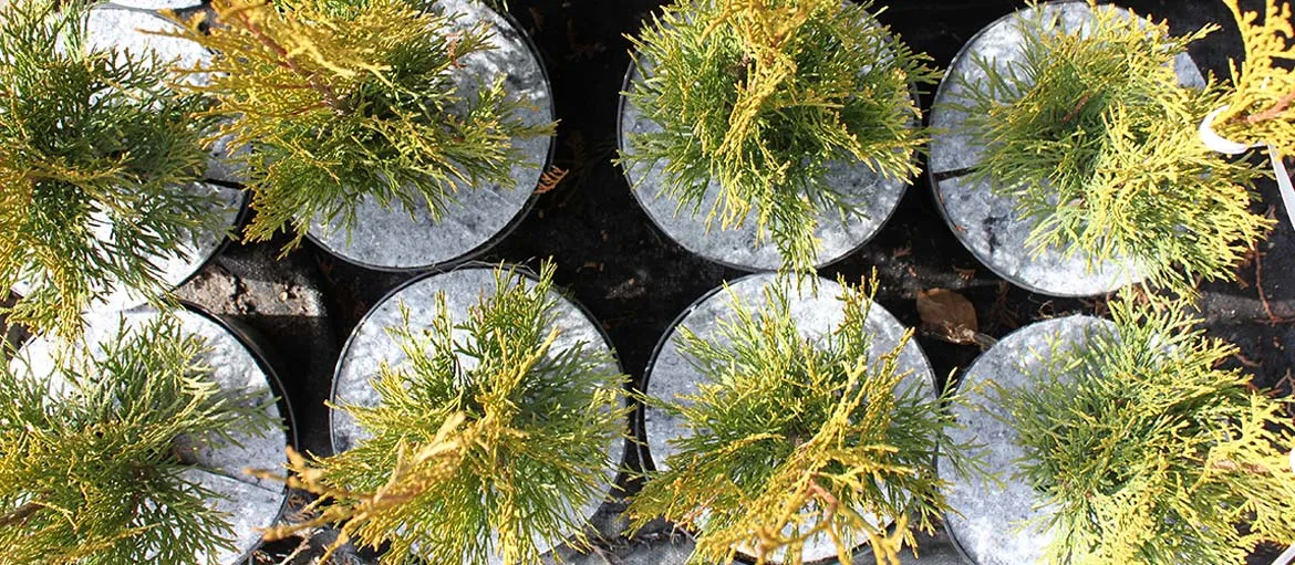 Potting accessories