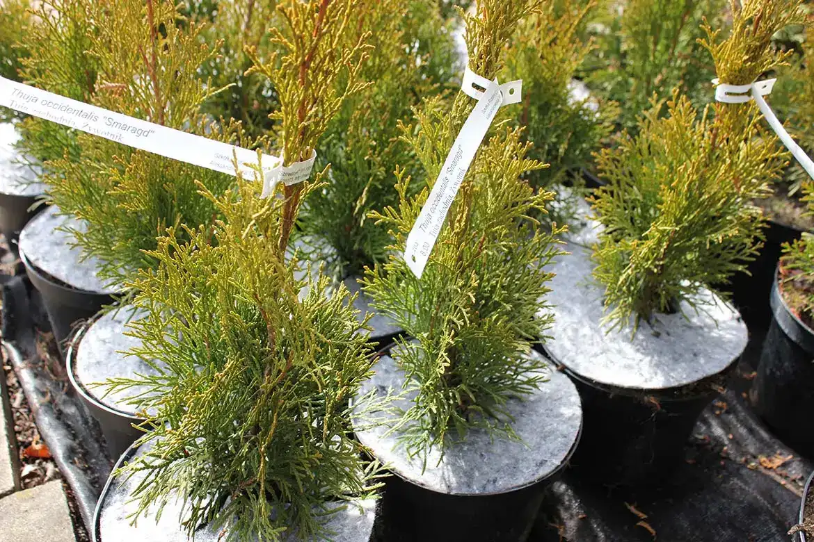 Nonwoven pot discs for weed control